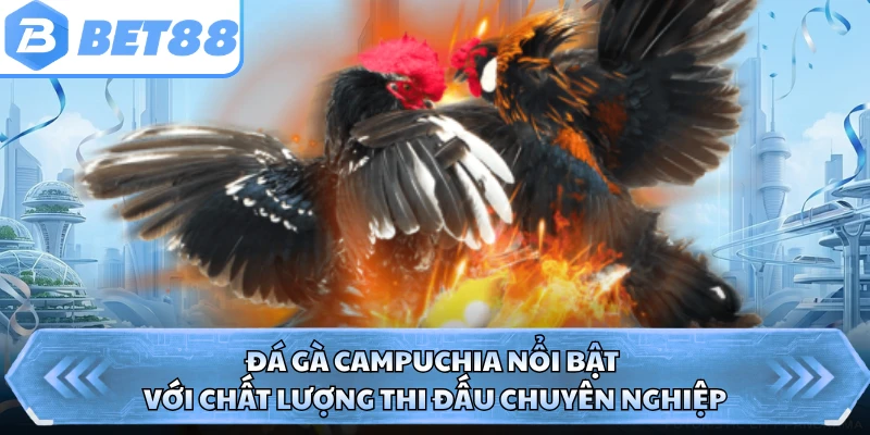 Đá gà Campuchia nổi bật với chất lượng thi đấu chuyên nghiệp